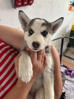 Husky bez PP