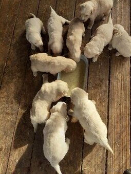 Zlatý retrívr, štěňata