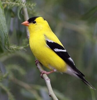 Čížek  žlutý ( Spinus tristis )