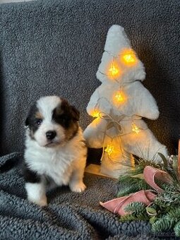 Australský ovčák s PP