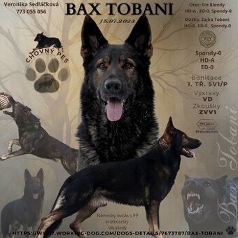 NABÍDKA KRYTÍ: Německý ovčák s PP (chovný pes)