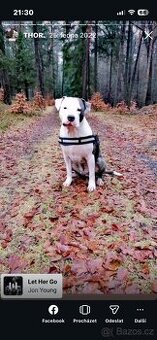 Americký Staffordšírský teriér