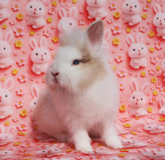 Zakrslý krátkouchý modrooký králíček TT sameček .