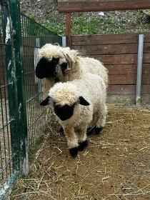 Walliserská čenonosá ovce - BERÁNEK