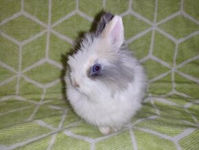 Zakrslý králík-teddy-samička