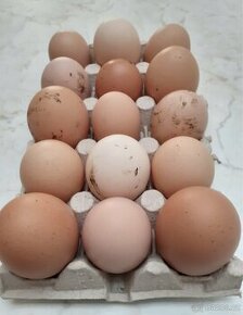 Čerstvá domácí vejce/vajíčka