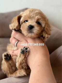 Maltipoo Caramel, fenka Lily