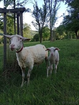 Levně - Ovce + jehně - 1