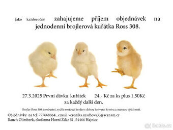 Brojlerová kuřátka