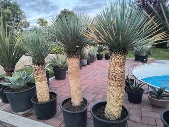 Yucca rostrata, faxoniana dasylirion - 1