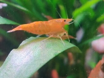Neocaridina Orange sunkist