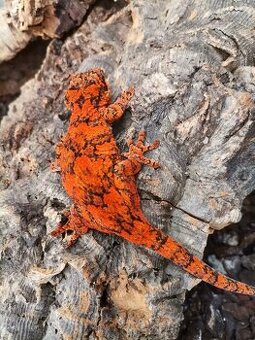 Rhacodactylus auriculatus