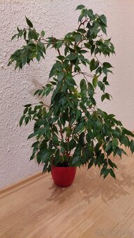 Pokojové rostliny, 2ks včetně květináčů - REZERVOVÁNO