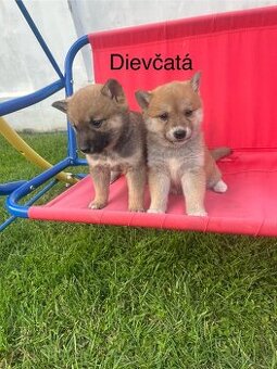 Shiba inu - 1