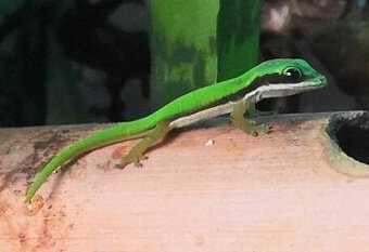 Phelsuma nigristriata