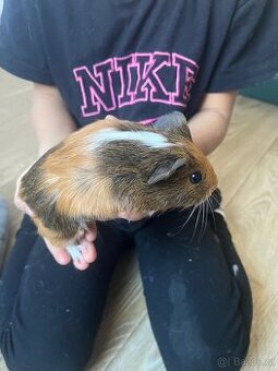 Morčata,morčátka,morče vymazlené od dětí