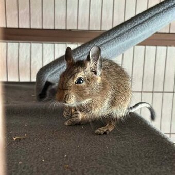 SAMEC OSMÁK DEGU - DARUJI