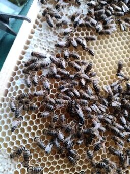 Včelí oddělky 2026 Kapacita naplněna přijímám náhradníky