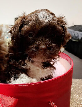 Ruská barevná bolonka