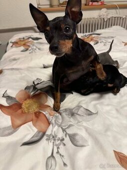 Pražský krysařík