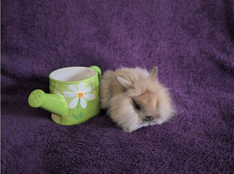 Zakrslý králíček lvíček