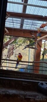 Rozela pestrá nádherná