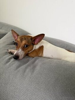 Jack russell terier