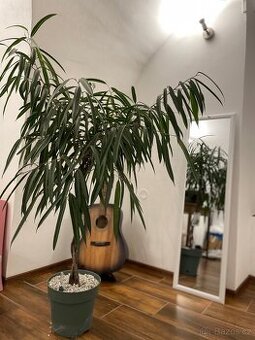 Ficus Mahori(Hydroponia)