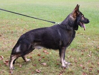 Německý ovčák štěňata