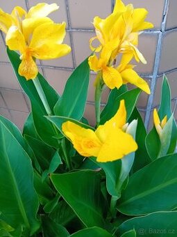 Dosna indická (Canna indica)