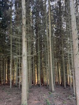 Prodej lesních pozemků v k.ú. Roškopov