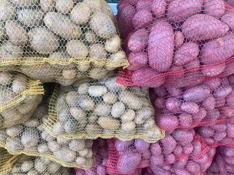 POLABSKÉ konzumní BRAMBORY 8 kč / kg - 1