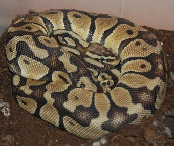 Krajta Královská - Python regius - pastel