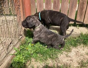 Štěňátko Cane Corso s PP