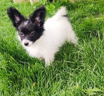 Papillon s PP