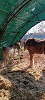 Koupíme - hledáme koňskou parťačku/já do našeho zoocentra