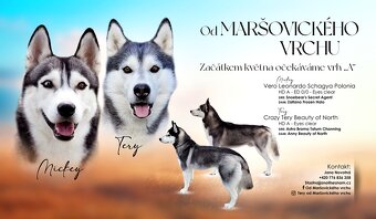 Sibiřský husky s PP
