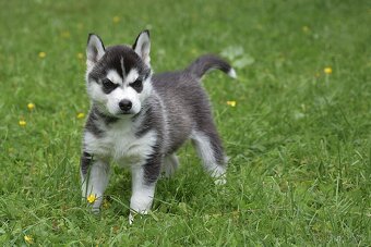 Sibiřský husky s PP