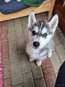 Sibiřský husky - štěně s PP