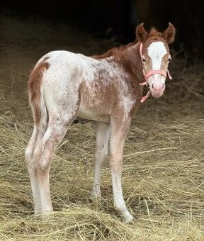 Pony klisnička