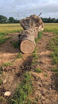 Prace na zahradě,v lese