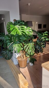 Monstera - velká/obří