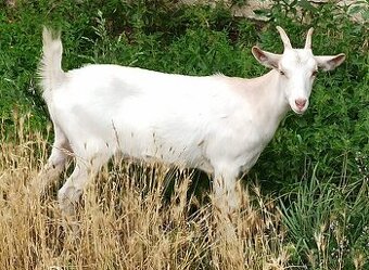 Kozička - 1