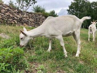 Koza bílá bezrohá