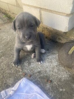 Cane corso rezervaci