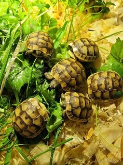 Želvy žlutohnědé- letošní mláďata