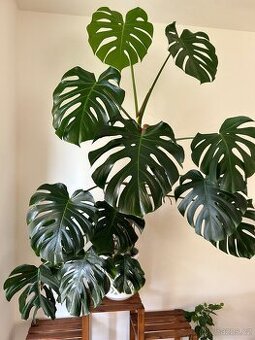 Velká monstera