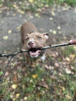 American bully