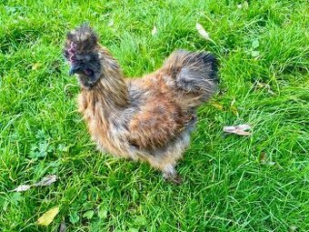 Prodám kohoutka hedvábničky (zakrslý)