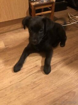 🐾 Prodám 2měsíční štěně – kříženec Stafford x Labrador